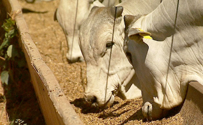 Nutrição Animal