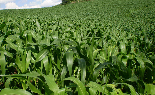 Priorizamos o desenvolvimento da agricultura orgânica